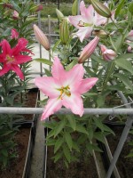 [1786 Gracia No02.JPG]